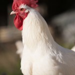 poulet bleu